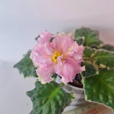 R-Persikovyi Sad African