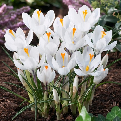 Botanischer krokus zwiebeln - botanischer,