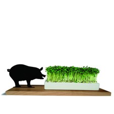 Kresseschale schwein aus - kresseschale,