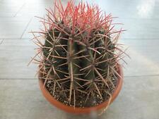 Ferocactus stainesii Ø 25-30