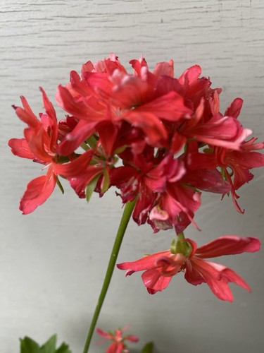Pelargonium pelargonie tonny - pelargonie,