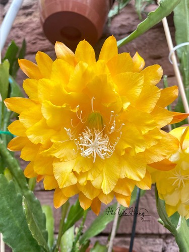 Epiphyllum blattkakteen - epiphyllum,