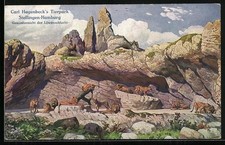 AK Stellingen, Carl Hagenbeck´s Tierpark, Gesamtansicht der Löwenschlucht 