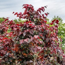 Cercis canadensis 'Forest Pansy' - Roter Judasbaum