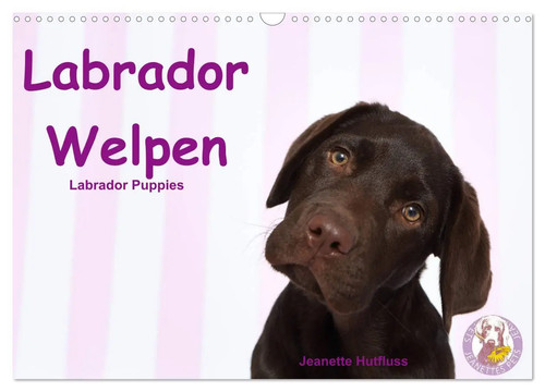 Labrador welpen - welpen,