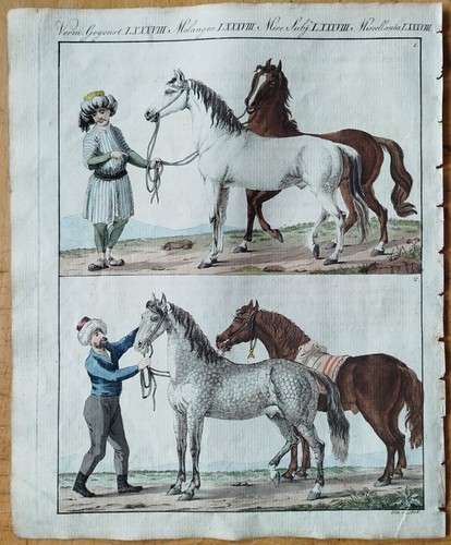 Pferde arabisches pferd - pferde,