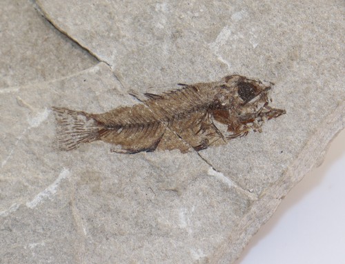 Fisch acropoma lepidotum - fisch,,
