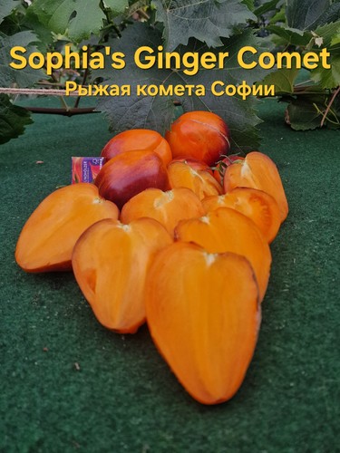 Tomatensamen sophia ginger - tomatensamen, sophia's