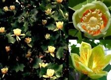 Stecklinge Tulpenbaum winterharte Pflanzen Blumen für den Garten Deko