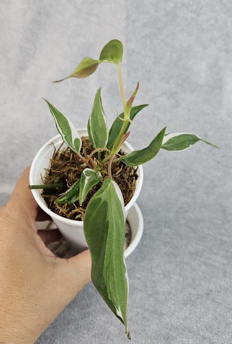 Philodendron micans velvet - philodendron,