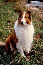 Filmdia Lassie - Langhaarcollie Movie Slide 35mm L39-20-2-3