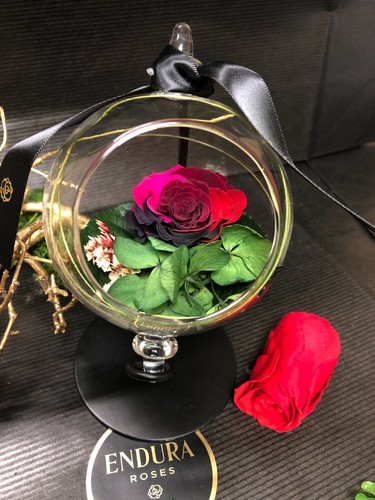 Staude von endura rosen 100 - von,