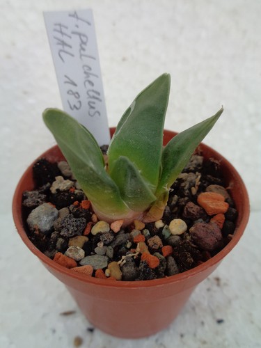 Ariocarpus retusus - , f
