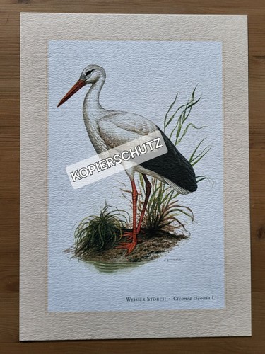 Weisser storch adebar - -,
