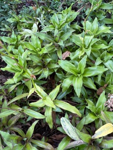 Variegated callisia fragrans - variegated,