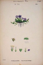 Original alter antiker Druck E