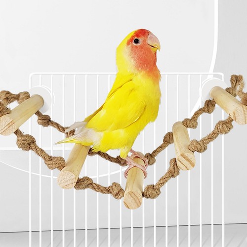 Vogel papagei leiter - papagei, brücke
