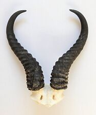 Springbockhörner Springbock