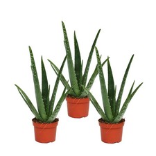 Exotenherz - 3er Set - Aloe