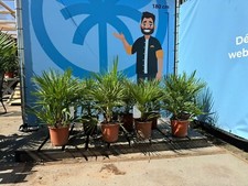 Palme - Zwergpalme - 60 cm- winterhart - Chamaerops humilis