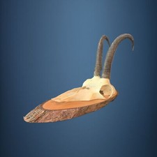 162CAM Gemse jagdtrophae, gams, gamswild 22cm 