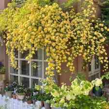 Sale2208 Rose Yellow Banks  gelbe Kletterrose 25 Samen