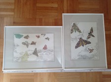 Bild Bilderrahmen weiß Kunststoff Schmetterling 40 x 30 cm