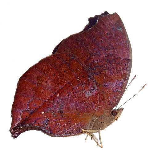 Schmetterlinge nymphalidae - schmetterlinge,,