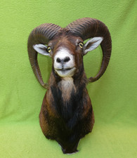 Mufflon Muffel Präparat Taxidermy Trophäe Widder Geweih Gehörn Wildschaf