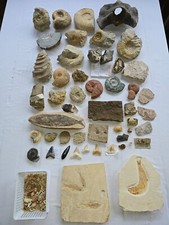 Fossiliensammlung Teil 2 - siehe Text und Bilder
