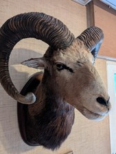 Mufflon Widder Geweih