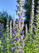 Blauer Natternkopf Samen