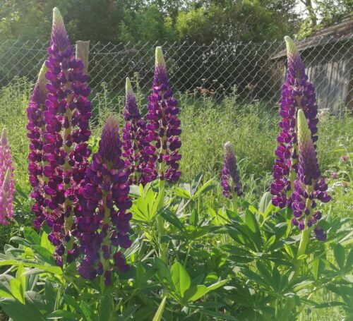 Samen lupine kommt jedes jahr - kommt,