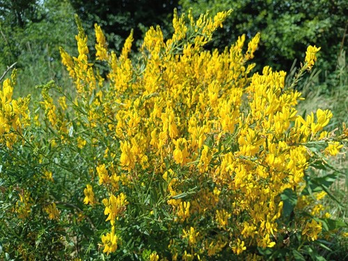 Färberginster genista - färberginster,,