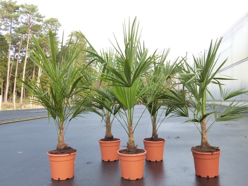 Trachycarpus fortunei 130 160 - trachycarpus, 130-160