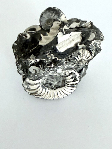 Pleuroceras spinatum stufe - spinatum,