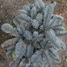 Blaue Edeltanne 20-25cm - Abies procera