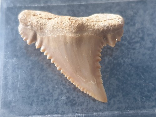 Haizahn palaeocarcharodon - haizahn,