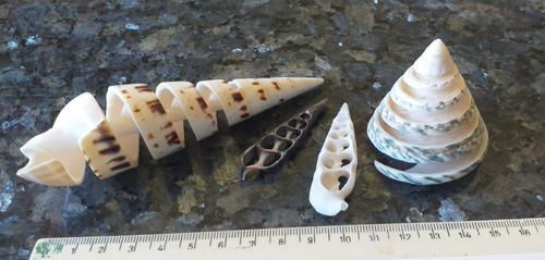 Muscheln schnecken stck - schnecken, 4