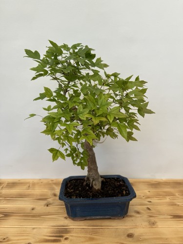 Bonsai dreispitzahorn 5047 - dreispitzahorn,