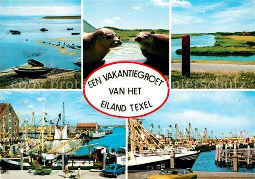 Texel insel seeloewen hafen - insel,