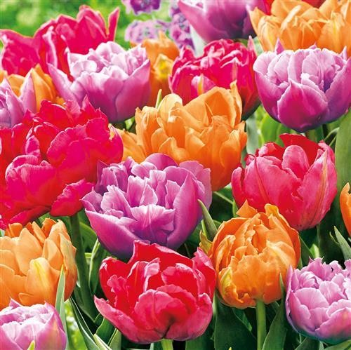 Servietten tulip blossoms - 20,