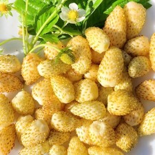 Gelbe Walderdbeere 'YELLOW