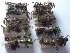 Bucephalandra auf Tonröhrchen