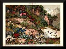 Alpenpflanzen +Histor. Druck/Chromolitho von 1905+ Enzian, Edelweiß, Knabenkraut