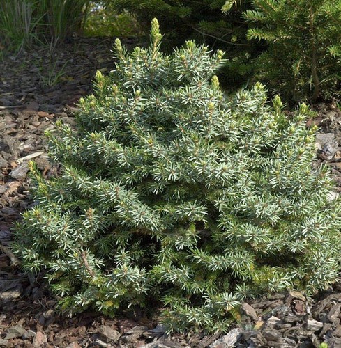 Zwergfichte 50cm picea - zwergfichte, 40-50cm