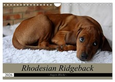 Rhodesian Ridgeback