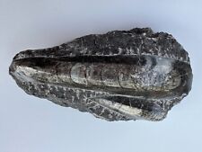 Ammonit Mineral 13 cm lang, Mitte geschliffen