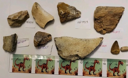 Dinosaurier fossil bulk - fossil,