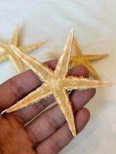 Seesterne, Seestern echt, getrocknete Seesterne, natürliche Seesterne / 7,5-9cm